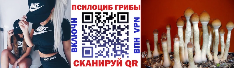 Псилоцибиновые грибы мицелий  где найти   Ангарск 
